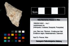 Foto (Objekt + Etikett) von Laeviprosopon sp.  (NHMW-GEO-1990-0041-4642)